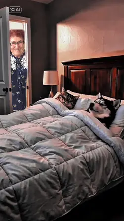 Funny Cat And Dog