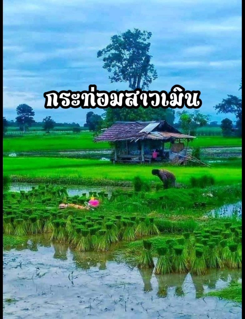 กระท่อมสาวเมิน