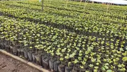 Kopi Arabika Organik