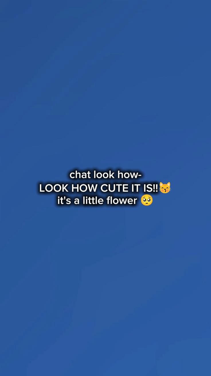 Regarde comme c'est mignon