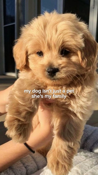 Meu cachorro minha familia