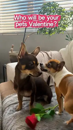 Pet Valentine