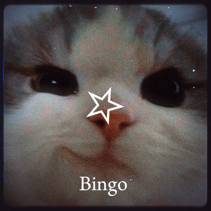 Kucing