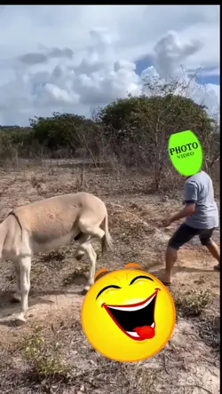 new funny template