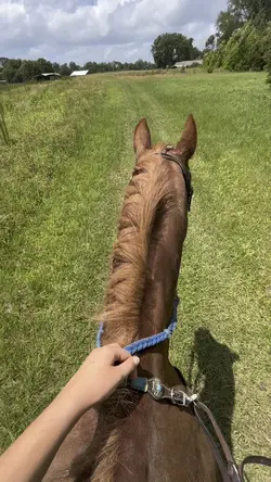 New horse 🥲