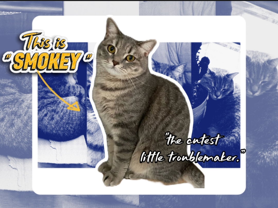 INTRODUCTION CAT