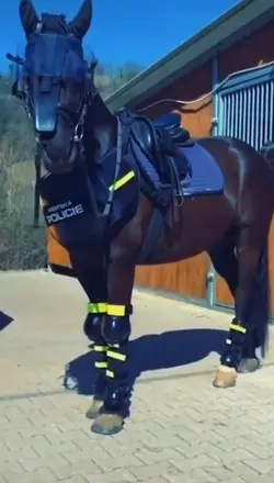 police horse