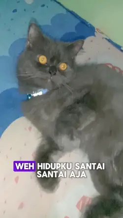 Sound Kucing