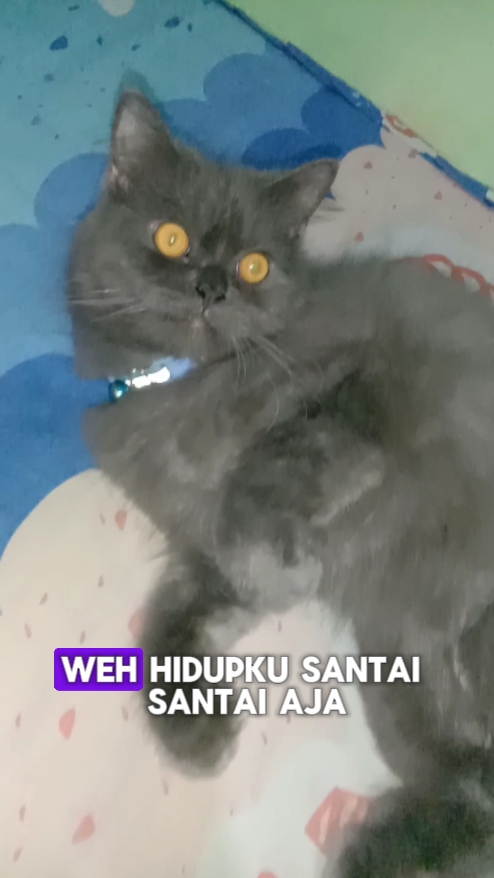 Sound Kucing