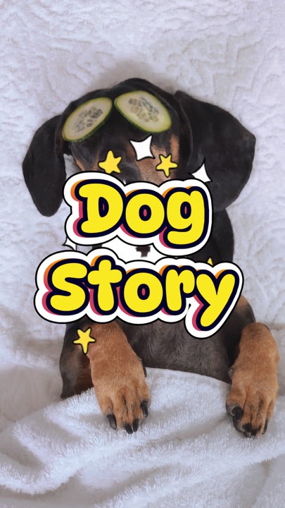 DOG STORY