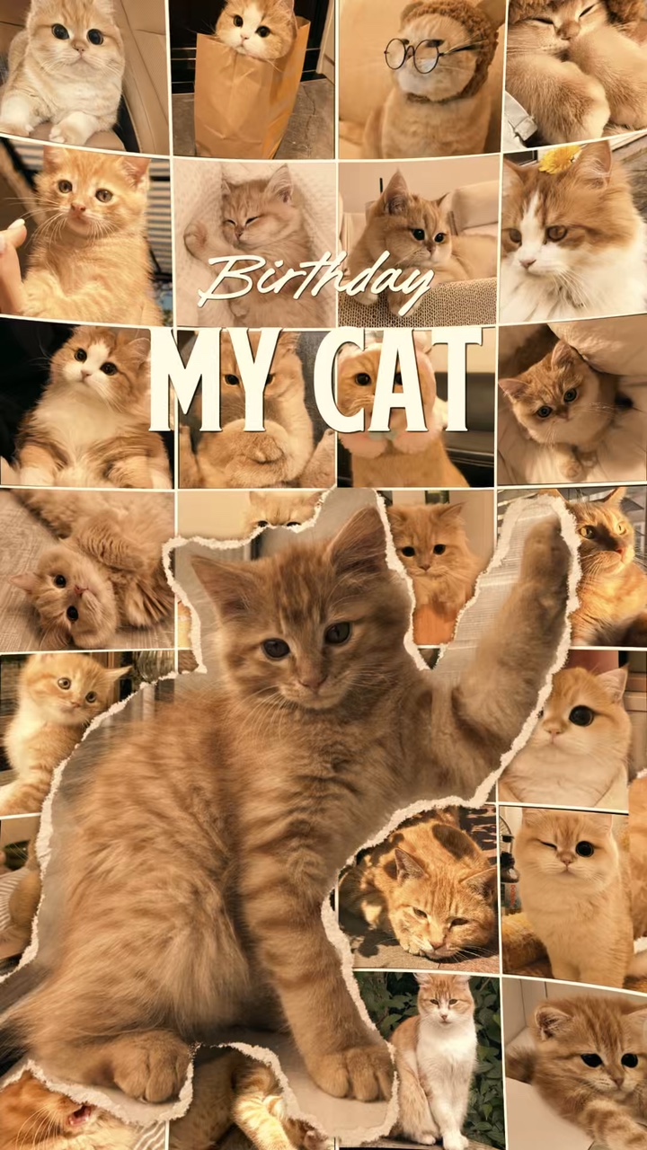 ulang tahun Kucing saya 