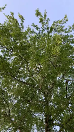 Khung cảnh mùa xuân