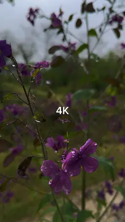 4K Photo Video