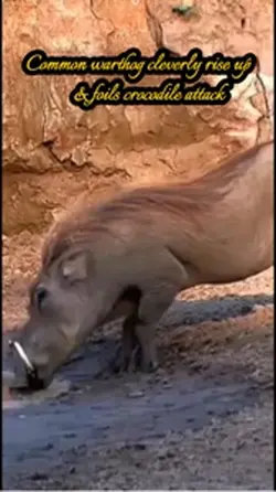 Crocodile & Warthog 