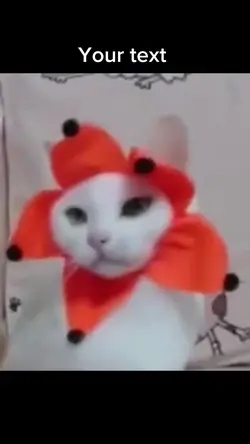 Funny cat dancing 