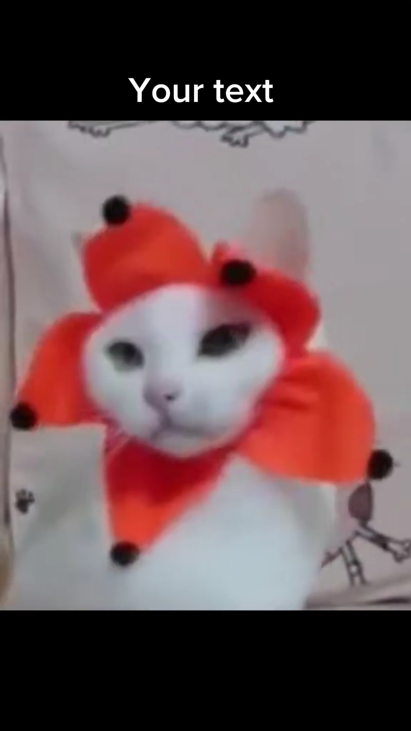 재미있는 고양이 춤 
