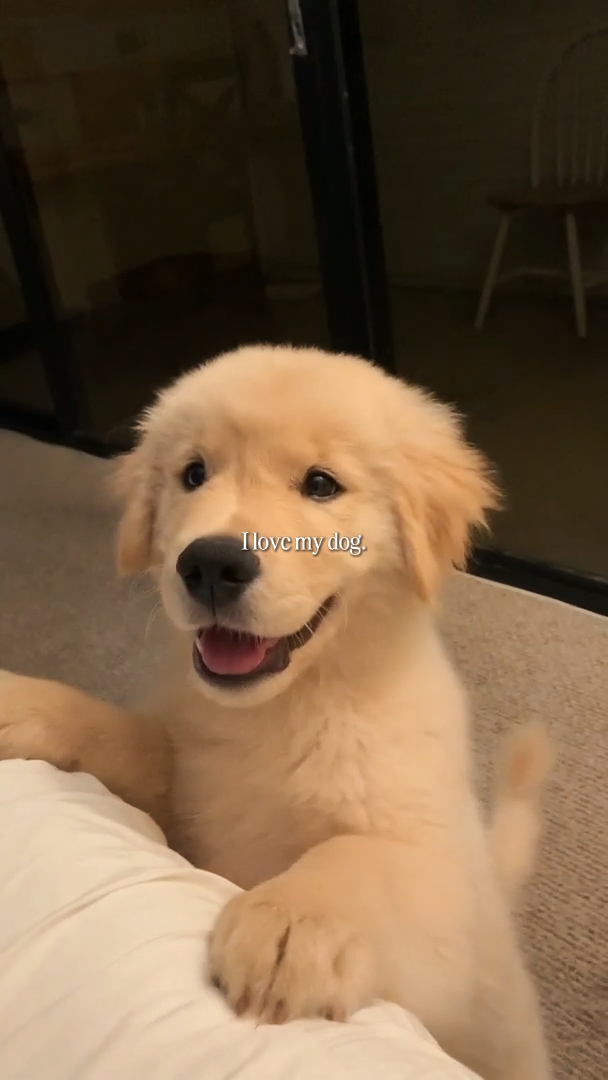 Eu amo meu cachorro 