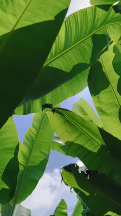 5KLIP VIDEO 