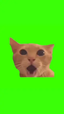shocked cat