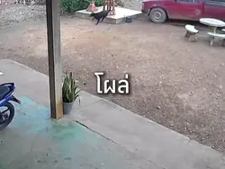 โผล่มาจากไหน