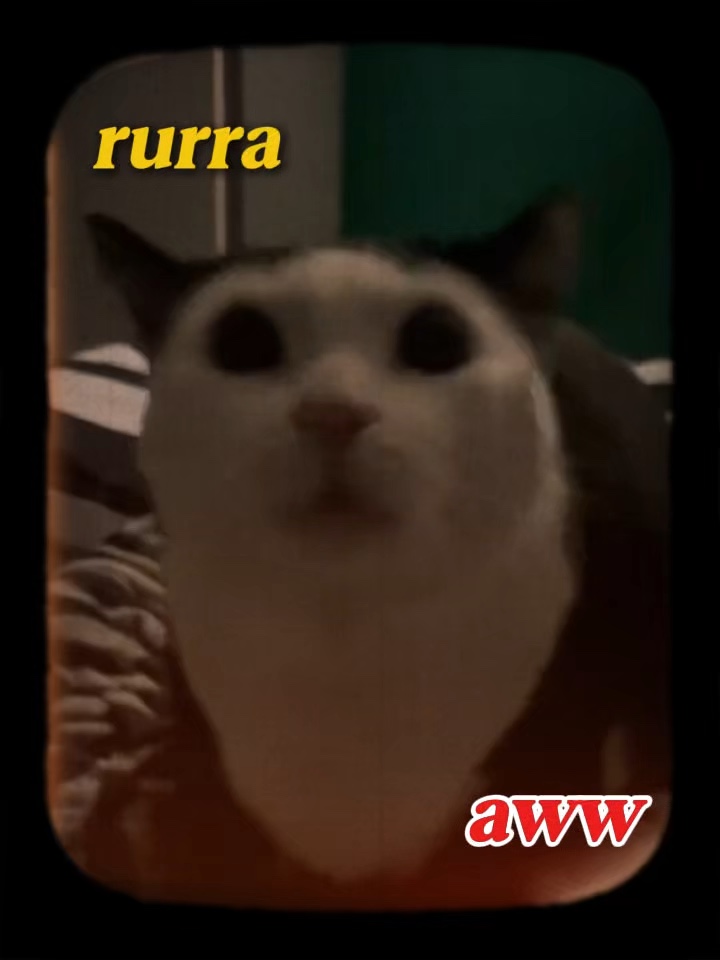 위위 고양이 코어