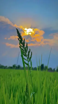 nature aesthetic
