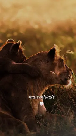 maternidade 