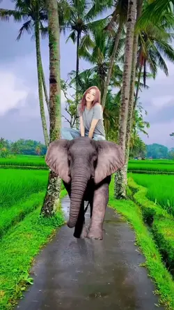 Naik Gajah ²⁴