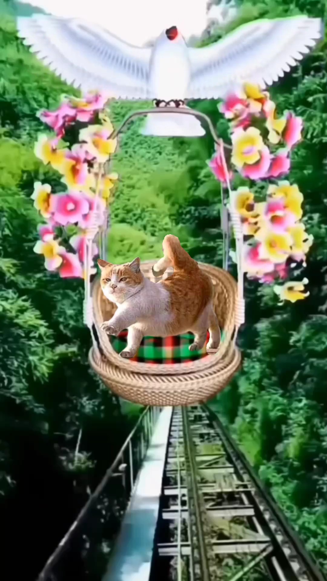 Volando 