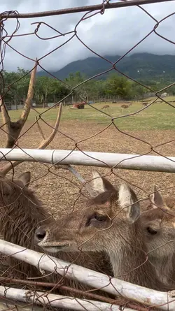 Deer Farm