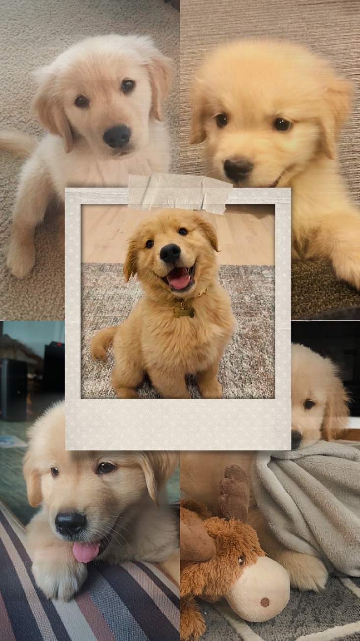 Süßer Hund