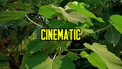 cinematic 12 klip