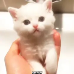 gatos free Edit
