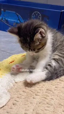 AKU INI LUCU MAKANYA
