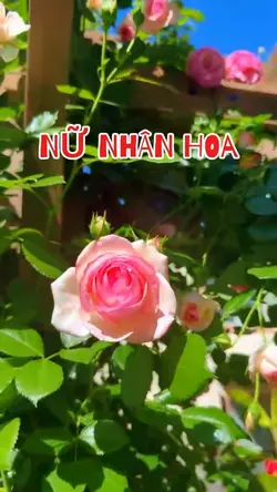 5 Videos
