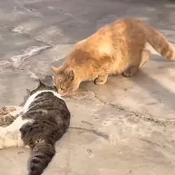 CATS