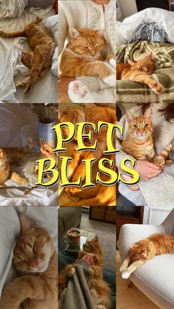 pet bliss moments