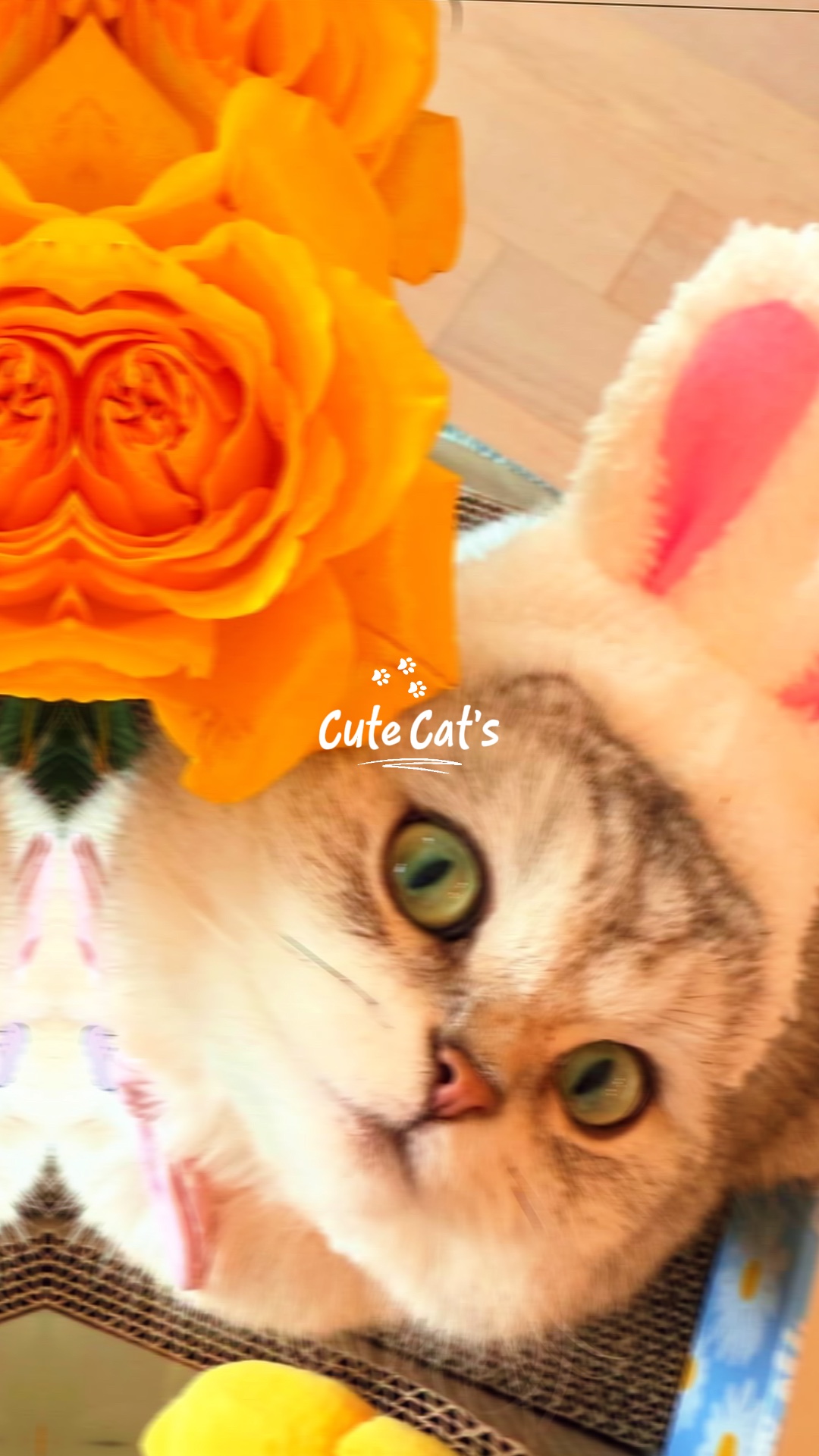 Süße Katze