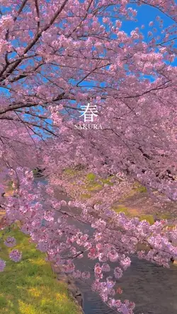 SAKURA FILTER