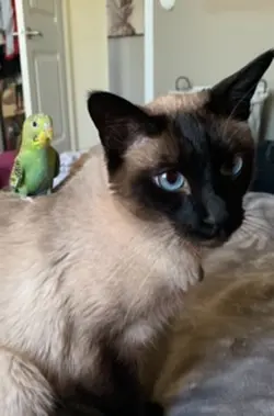 My cat is cute:3