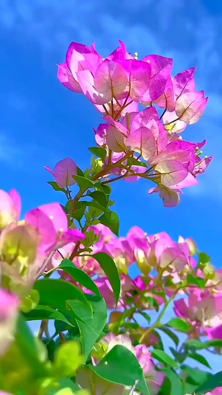 Beautiful Flowers 