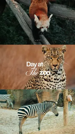 Day at the zoo