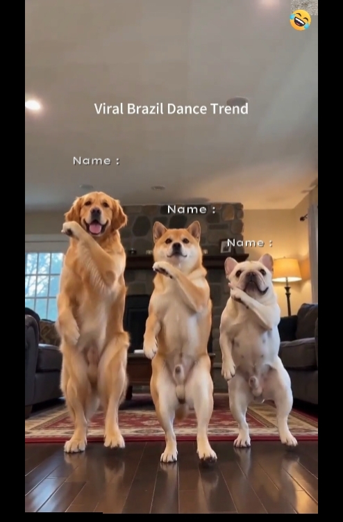 Tendencia del perro de baile