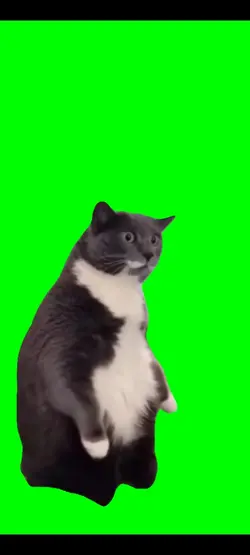 驚いてる猫