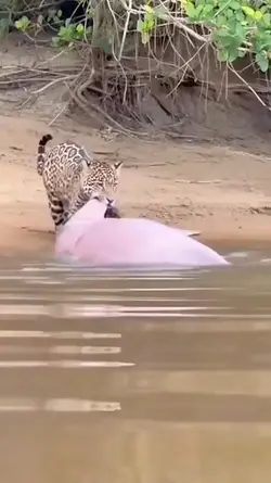 aktivitas hewan liar