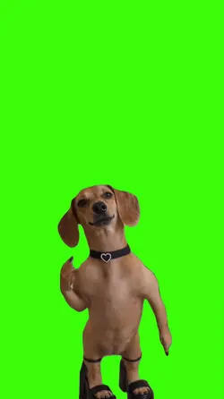 Cachorro/Dog.