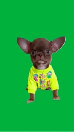 Chihuahua dancing