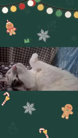 แมว Merry Christmas