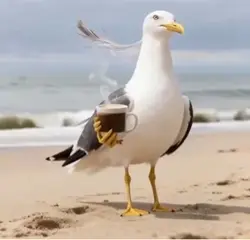 Moin Möwenschiet