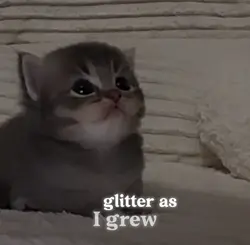 cute cat